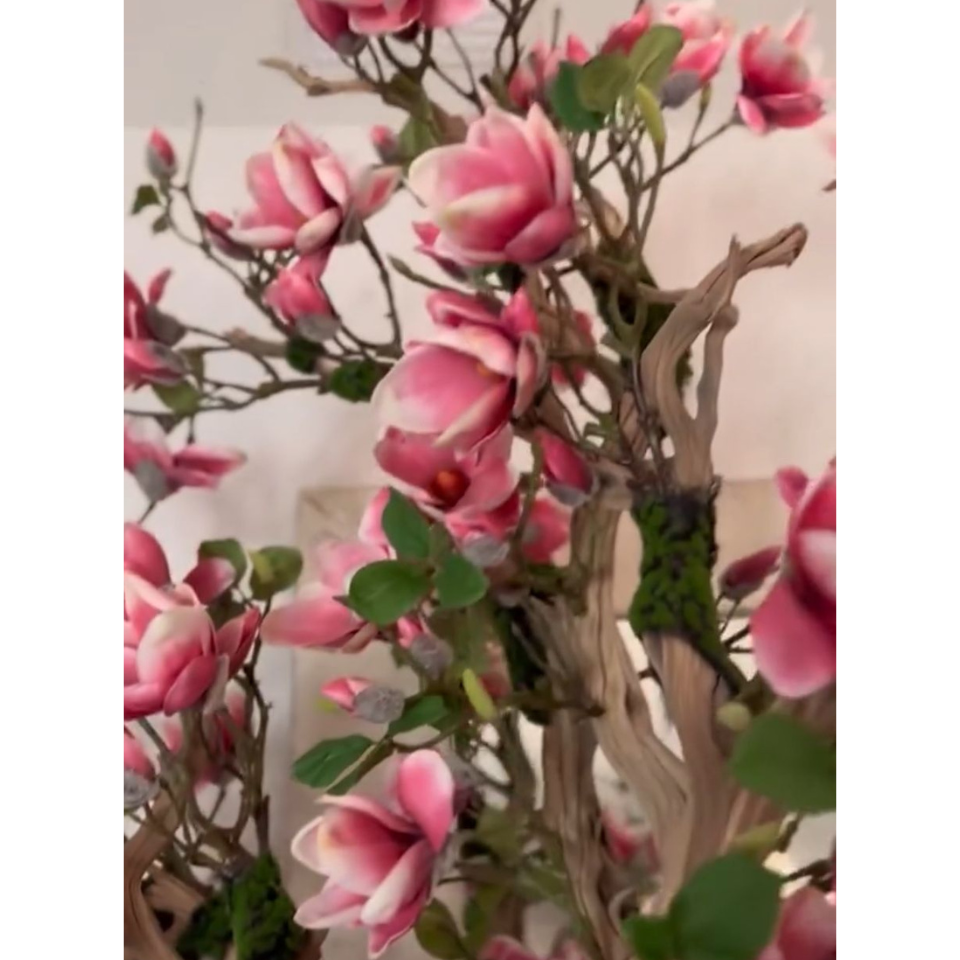 Pink Magnolia Tree in Pot St. Tr. Bright White Release