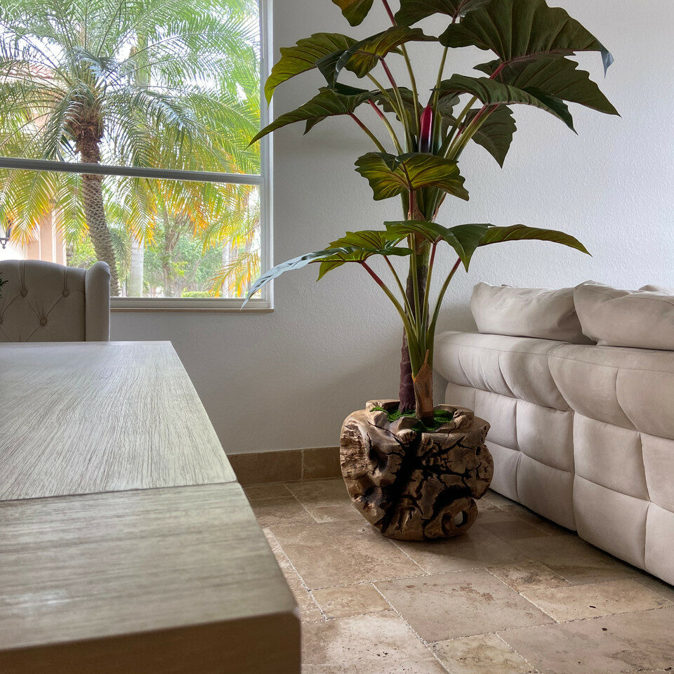 Large teak bowl with Alocasia plant