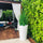 Snake Grass (1.63 m) with Belle L Planter