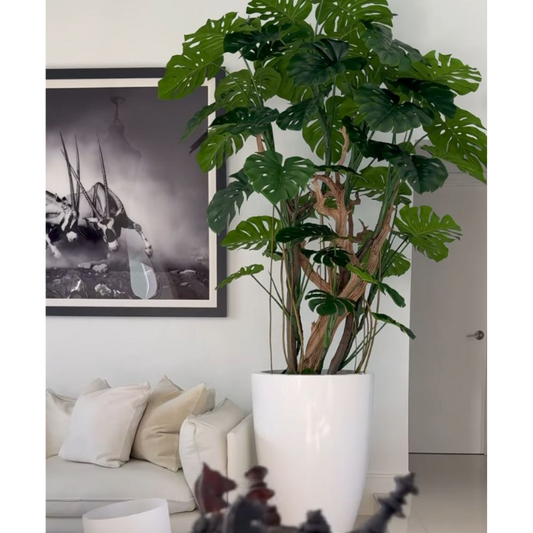 Monstera plant in shiny white pot