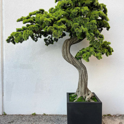 Large Bonsai in Block M Plant Pot