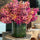 Mixed Mokara Orchids in Large Rotating Cylinder