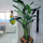 Large Vase Made of Teak Wood with Magnificent Strelitzia (Bird of Paradise)