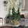Avenue Flower Box with Dendrobium Orchids