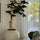 Bonsai Trail in Satin Beige Globe 30