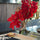 Red Cymbidium Orchids in Moon Planter