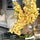 Yellow Cymbidiums in Lunar Pot