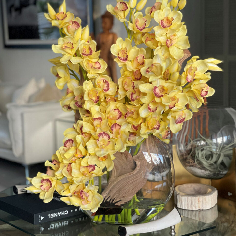 Yellow Cymbidiums in Lunar Pot