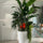 Tropical Plant Arrangement in Brannan Planter – Glossy White